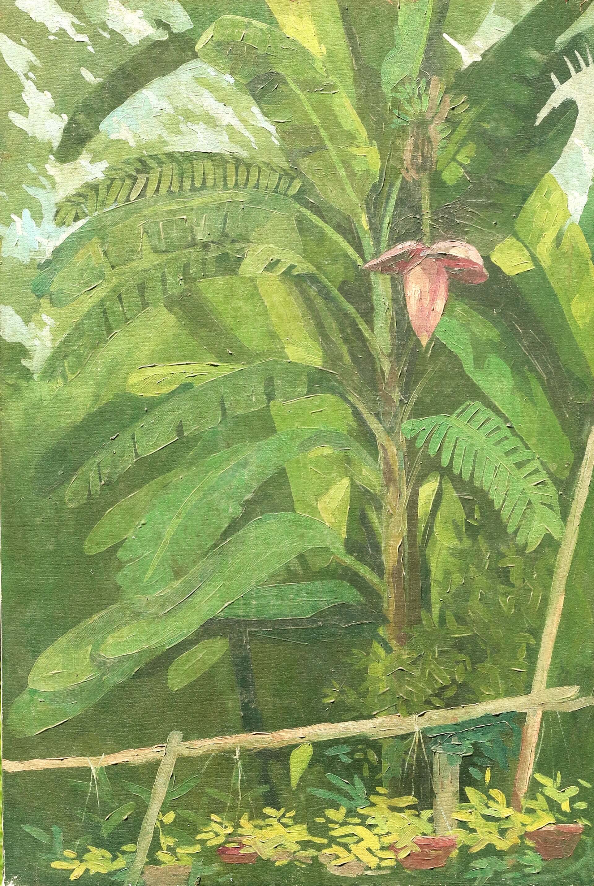 Study of cone of the banana tree